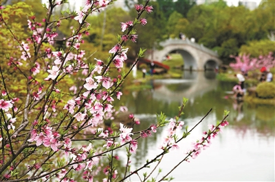 皋亭山下千桃园 姹紫嫣红春意浓