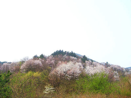  浙西天池野樱花