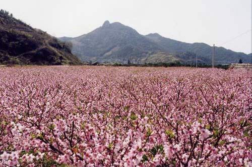 舟山桃花岛 